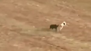 Заяц против собак