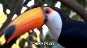 Животные жарких стран