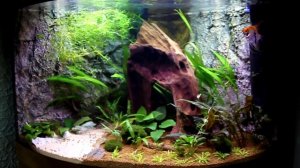 Juwel // Trigon 190 // Eckaquarium // 3 D Rückwand