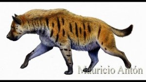 Пахикрокута