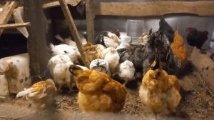 ПОНОС У цыплят и кур несущек? Причины и что делать? Новый курятник, подготовка к зиме.