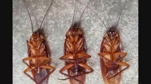 La cucaracha - Gipsy Kings