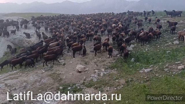 Гиссарские овцы (овцематки, ярки, баранчик  и кучкары) Абдурахмона Мирзорахимова