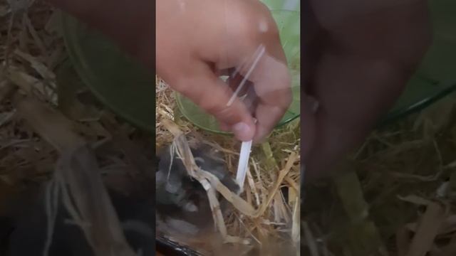 Хомяк Гриша ест картошечку пюре. O hamster Grischa come pure de batatas.