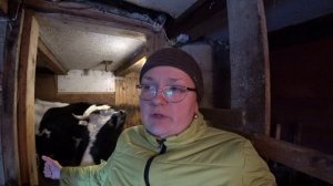 Запуск коровы перед отелом