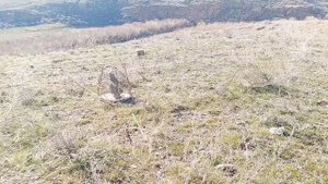 Шикори Кабк Keklik avi tuzakla Охота на куропатка شکار کبک کبک شیکار شیکار кабк چوکار آوی