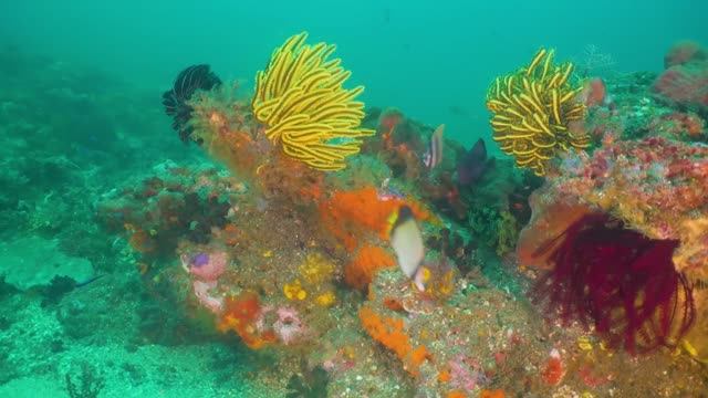 Majestic Seas  - Stunning Underwater Footage for Peaceful Moments