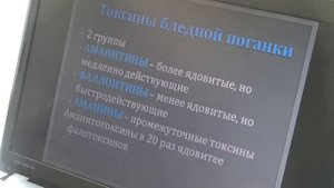 Бледная поганка – один из самых ядовитых грибов во всем мире