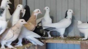 голуби Артура Тимашевск.9.01.2025