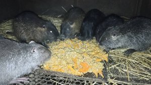 НУТРИИ. Вся ПРАВДА о КОРМАХ и КОРМЛЕНИИ. 3.12.24