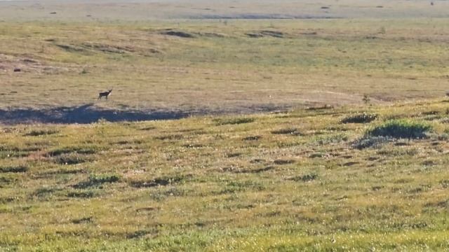 Охота на дикого оленя в Северной Якутии 1 смотреть онлайн