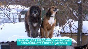 Снежный циклон на Сахалине не обошел стороной и приюты для бездомных животных