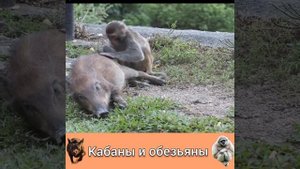 ОБЕЗЬЯНА ВЕРХОМ на КАБАНЕ НЕСЁТСЯ как БЕШЕНАЯ