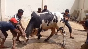 Danger cow qurbani karachi 2021 | Janwar bekabh hogya karachi 2021