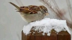 Доброе зимнее утро! Музыкальная открытка с пожеланиями хорошего настроения!