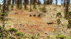 Walking With Dinosaurs [1999] - Postosuchus Screen Time