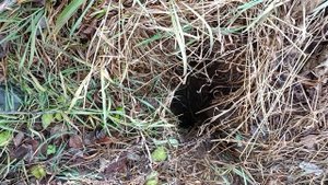 Знакомство с выходом из норы бобра.mp4