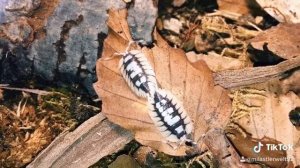 Porcellio expansus ❤️ Kellerasseln? Nein, Zierasseln 😋