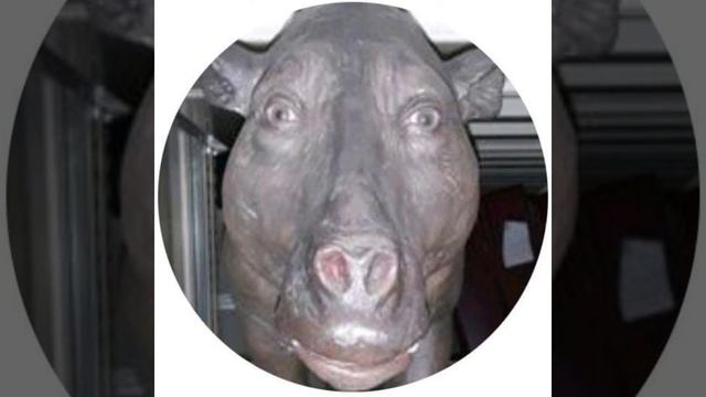 '''чика чака***официальный трек (Bull) -beat slawa merloy) смотреть онлайн