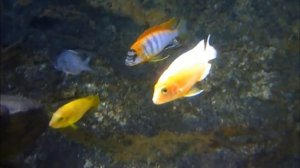 Labidochromis hongi "RED TOP"