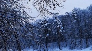 Приёмные/Обзор.