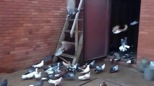 Серпастые голуби slow-motion