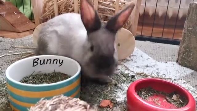 кролик (чак) смотреть онлайн