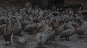 Пеликаны в столице Дагестана, в Махачкале!