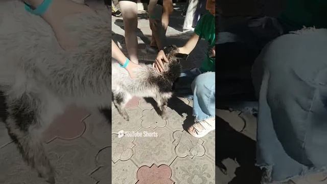 Любвиобильный козлик!