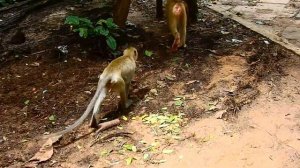 Cute Moments Little Monkey Dawn's Lovely Eating 🐵💖