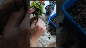 Пересадка и размножение Венериной мухоловки