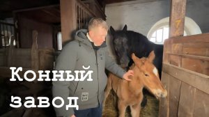 Новоалександровский конезавод