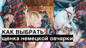 КАК ВЫБРАТЬ ЩЕНКА НЕМЕЦКОЙ ОВЧАРКИ - наш опыт, первые дни дома, какой щенок сейчас