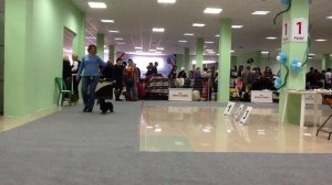 Кобель ОткрытыйРус Дези-Фокс Сириус Блэк