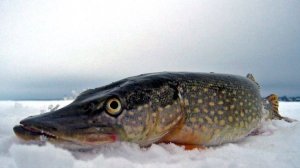 Щука на мормышку. И такое возможно)))