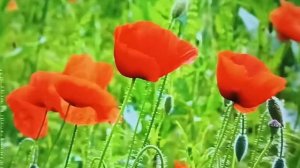 ПАЦИЕНТ   СКОРЕЕ   ЖИВ