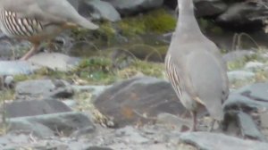 Шикори Кабк Keklik avi tuzakla Охота на куропатка Partridge hunting Kabk shikar شکار کبک Chukar avi