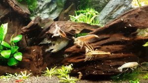 Фильтраторы, габонские и банановые