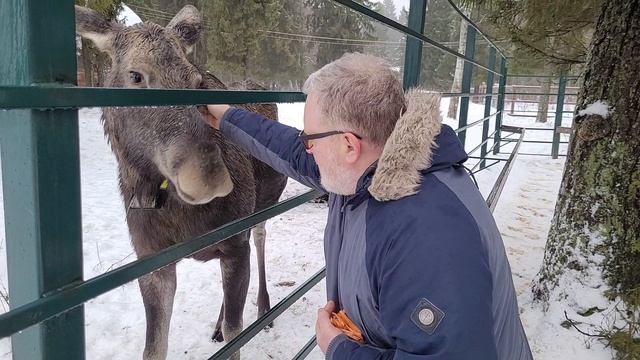 Лоси в Сумароково - 1