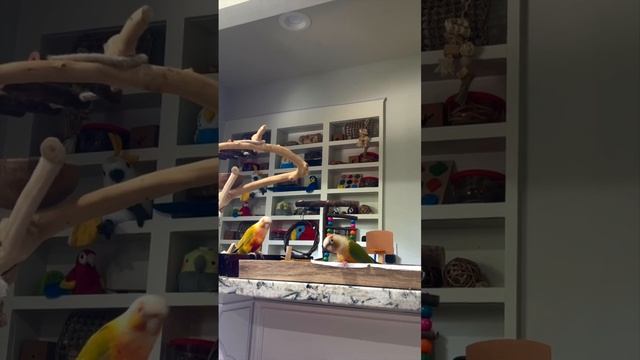 СМЕШНЫЕ ПОПУГАИ ИГРАЮТ В МЯЧИКИ #смешныеживотные #смешныепитомцы #дляпопугаев #попугаи #попугай
