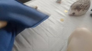 Дибилижки 2 Серия