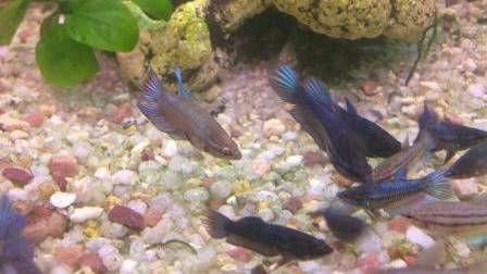 Аквариум для начинающих Бойцовые рыбки петушки Растут, дерутся, окрашиваются смотреть онлайн