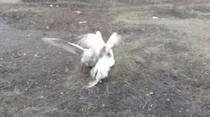 Гусиные бои