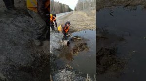 Разбираем бобровую плотину . #шишказауралья