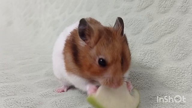 Поедание одуванчиков Хрюней смотреть онлайн