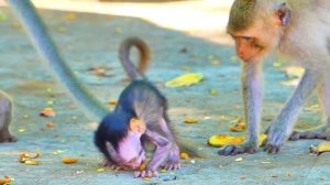 She was getting milk as fast as possible|| Skinny baby monkey Masha doesn't waste time.