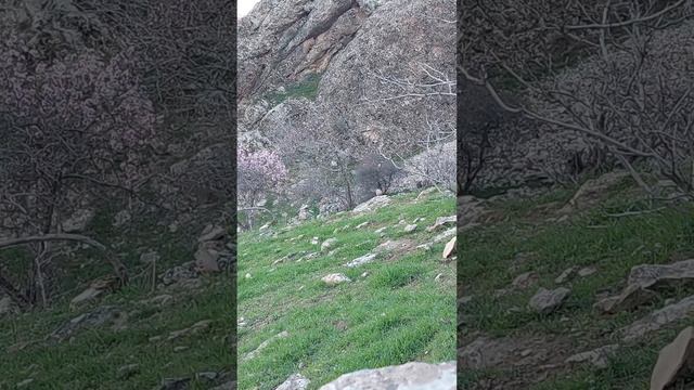 шкори боврик