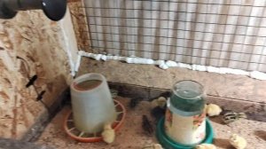 Вывод перепелят зимой / Брудер для перепелят / Содержание перепелов зимой / Яйценоскость перепёлок