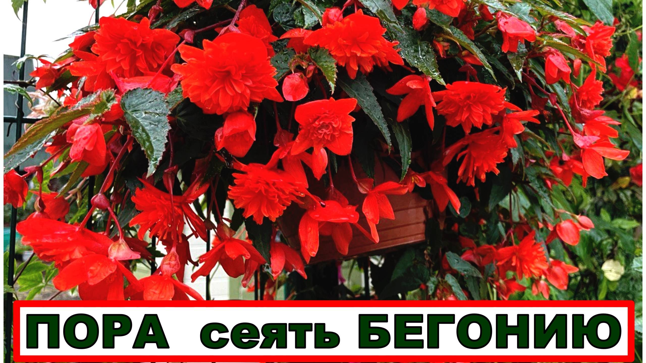 Всходов не дождаться. Но мы терпеливы и кое что нам поможет. Посев бегонии, уже пора