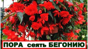 Всходов не дождаться. Но мы терпеливы и кое что нам поможет. Посев бегонии, уже пора